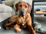 Chiots Rhodesian Ridgeback LOF Disponibles Maintenant