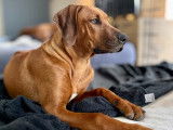 Chiots Rhodesian Ridgeback LOF Disponibles Maintenant