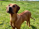 Chiots Rhodesian Ridgeback LOF Disponibles Maintenant