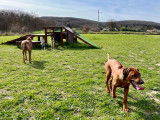 Chiots Rhodesian Ridgeback LOF Disponibles Maintenant