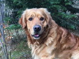Mâle Golden Retriever LOF disponible pour saillie