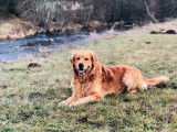 Mâle Golden Retriever LOF disponible pour saillie