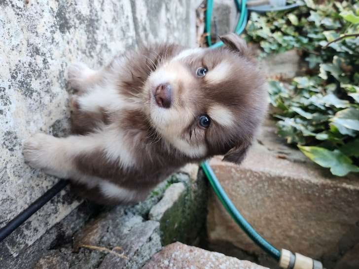 Chiots de race Chien Finnois de Laponie à vendre (3 femelles & 5 mâles)