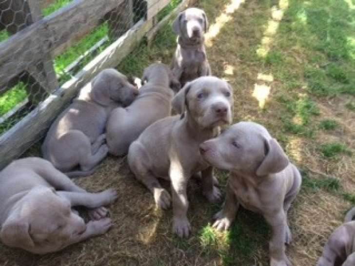 Chiots de type Braque de Weimar à vendre (3 femelles & 4 mâles)