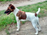 Chiots Fox Terrier à Poil Lisse LOF à vendre