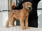 Chiots Wheaten Terrier LOF