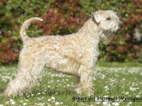 Chiots Wheaten Terrier LOF