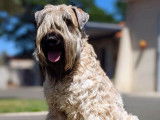 Chiots Wheaten Terrier LOF