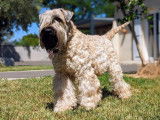 Chiots Wheaten Terrier LOF