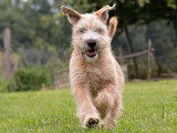Chiots Wheaten Terrier LOF