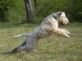 Chiots Wheaten Terrier LOF