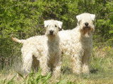 Chiots Wheaten Terrier LOF