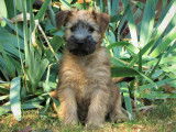 Chiots Wheaten Terrier LOF
