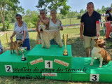 Chiots Wheaten Terrier LOF