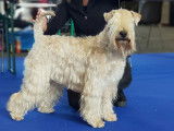 Chiots Wheaten Terrier LOF