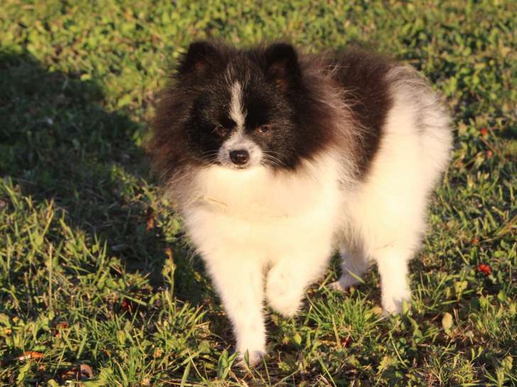 Adorable chiot Loulou de Poméranie à vendre