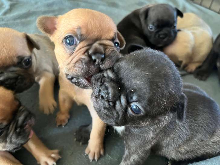 Chiot de type Bouledogue Français mâle à vendre