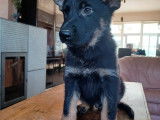 Chiot Berger Allemand &agrave; vendre