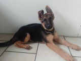 Chiots Berger Allemand LOF Poil Long et Court