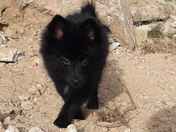 Ukaya, Chiot Pomsky Femelle noir de 4 Mois