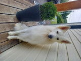 Ridjy, mâle Berger Blanc Suisse LOF pour saillie