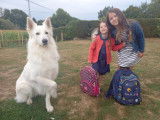 Ridjy, mâle Berger Blanc Suisse LOF pour saillie