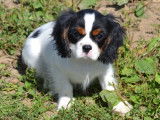 Chiot mâle Cavalier King Charles non LOF disponible à la vente