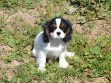 Chiot mâle Cavalier King Charles non LOF disponible à la vente