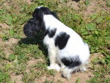Chiot mâle Cavalier King Charles non LOF disponible à la vente