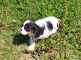 Chiot mâle Cavalier King Charles non LOF disponible à la vente