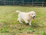 Chiot Golden Retriever femelle sable LOF, disponible à l'achat
