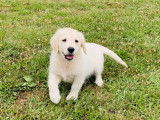 Chiot Golden Retriever femelle sable LOF, disponible à l'achat