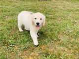 Chiot Golden Retriever femelle sable LOF, disponible à l'achat