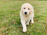 Chiot Golden Retriever femelle sable LOF, disponible à l'achat