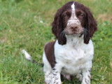 Chiot English Springer Spaniel mâle LOF marron pan blanc à vendre