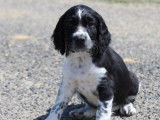Chiot English Springer Spaniel mâle LOF marron pan blanc à vendre