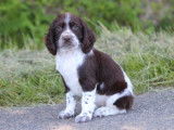 Chiot English Springer Spaniel mâle LOF marron pan blanc à vendre