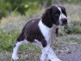 Chiot English Springer Spaniel mâle LOF marron pan blanc à vendre