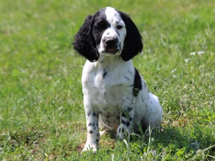 Chiot English Springer Spaniel m le LOF marron pan blanc vendre