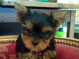 Deux chiots femelles Yorkshire Terriers LOF à réserver