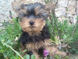 Deux chiots femelles Yorkshire Terriers LOF à réserver