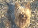 Deux chiots femelles Yorkshire Terriers LOF à réserver