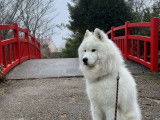 Mâle Samoyède disponible pour saillie