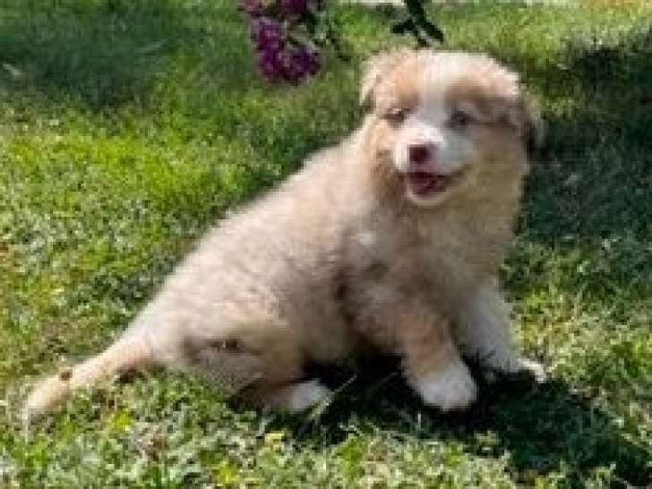 Des chiots Bergers Américains Miniatures LOF à vendre