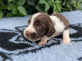 6 chiots English Springer Spaniel LOF à réserver