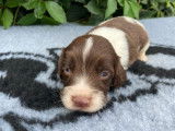 6 chiots English Springer Spaniel LOF à réserver