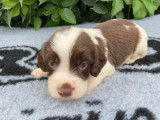 6 chiots English Springer Spaniel LOF à réserver