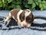 6 chiots English Springer Spaniel LOF à réserver