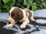 6 chiots English Springer Spaniel LOF à réserver