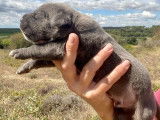 Chiots Cane Corso LOF à réserver